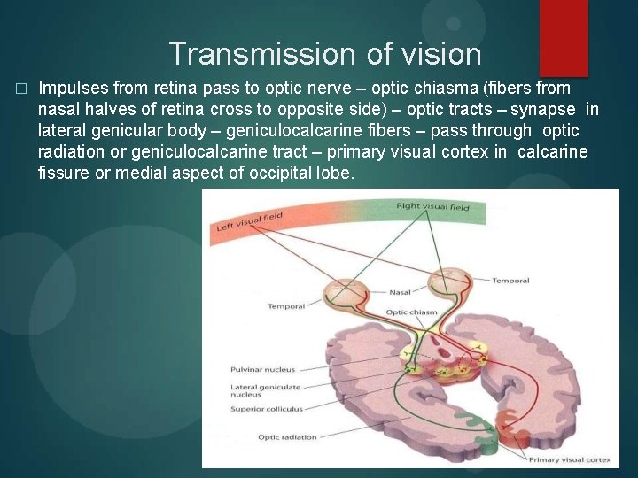 Transmission of vision � Impulses from retina pass to optic nerve – optic chiasma