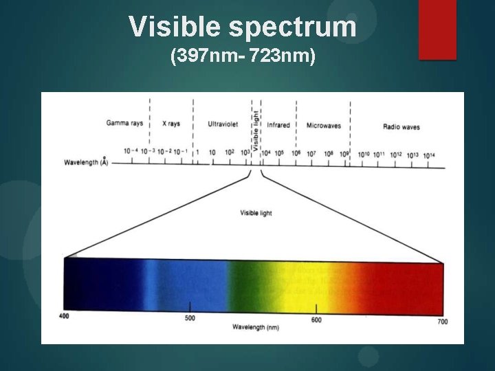 Visible spectrum (397 nm- 723 nm) 