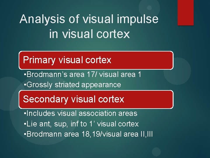 Analysis of visual impulse in visual cortex Primary visual cortex • Brodmann’s area 17/