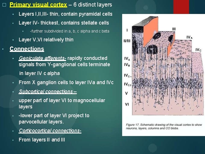 � Primary visual cortex – 6 distinct layers • Layers I, III- thin, contain