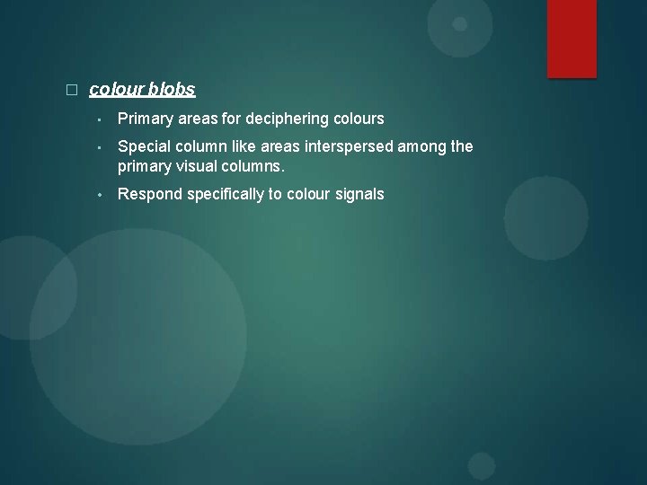 � colour blobs • Primary areas for deciphering colours • Special column like areas