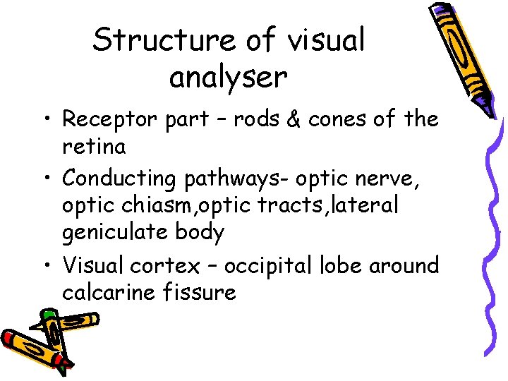 Structure of visual analyser • Receptor part – rods & cones of the retina