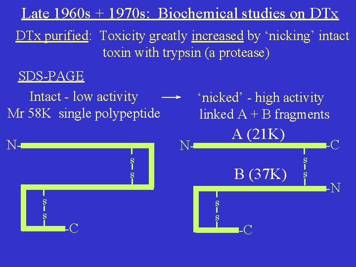 Late 1960 s + 1970 s: Biochemical studies on DTx purified: Toxicity greatly increased