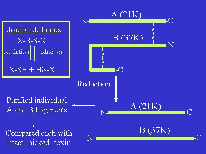 disulphide bonds X-S-S-X oxidation A (21 K) N- B (37 K) reduction s s