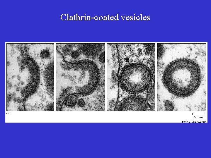 Clathrin-coated vesicles 