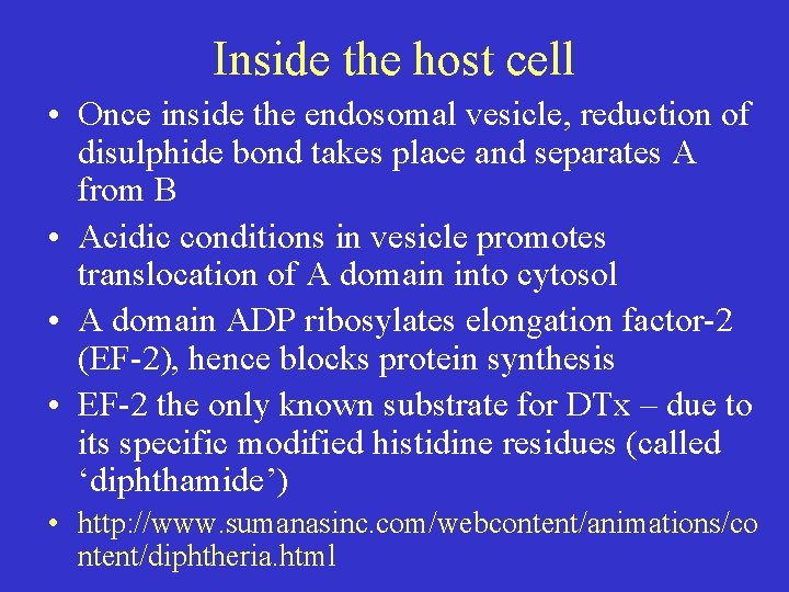 Inside the host cell • Once inside the endosomal vesicle, reduction of disulphide bond
