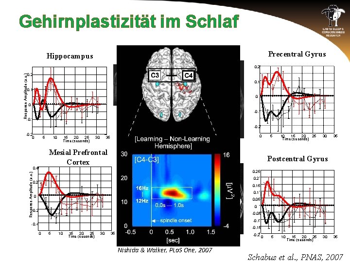 Gehirnplastizität im Schlaf Precentral Gyrus Hippocampus 0. 2 Response Amplitude (a. u. ) 0.