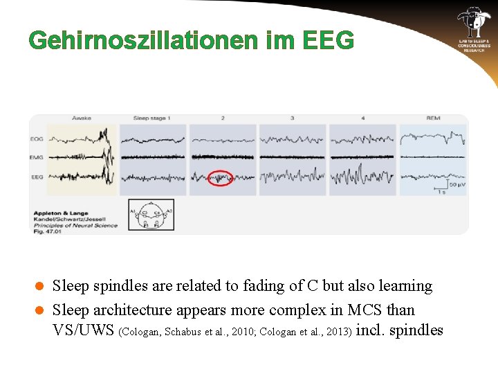 Gehirnoszillationen im EEG Sleep spindles are related to fading of C but also learning