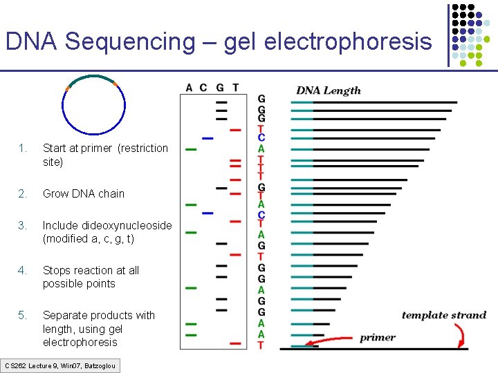 DNA Sequencing – gel electrophoresis 1. Start at primer (restriction site) 2. Grow DNA