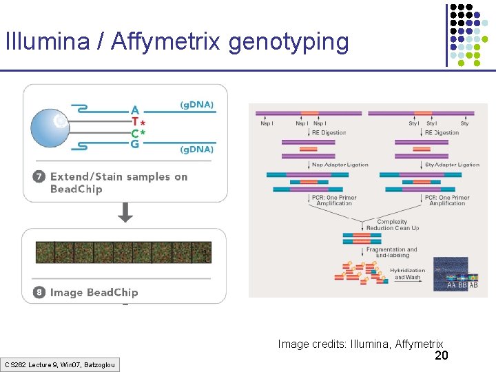 Illumina / Affymetrix genotyping Image credits: Illumina, Affymetrix CS 262 Lecture 9, Win 07,