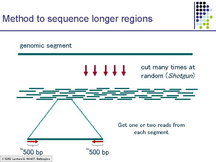 Method to sequence longer regions genomic segment cut many times at random (Shotgun) Get