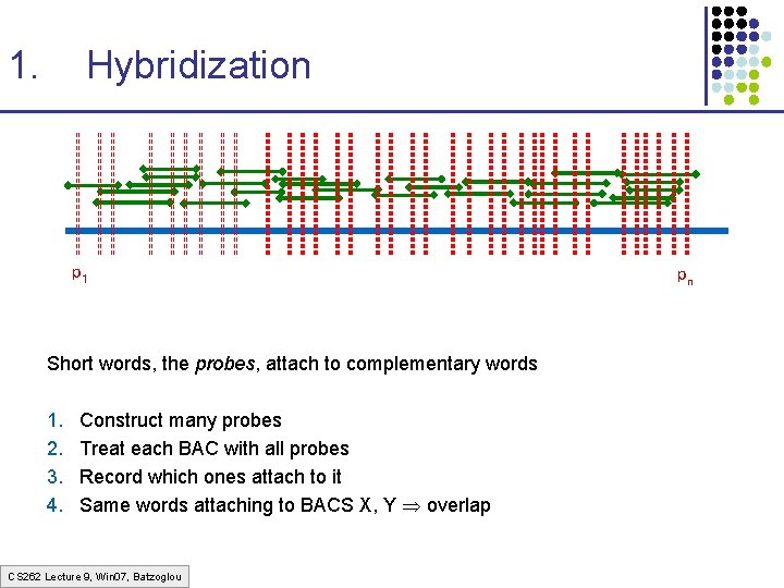 1. Hybridization p 1 Short words, the probes, attach to complementary words 1. 2.