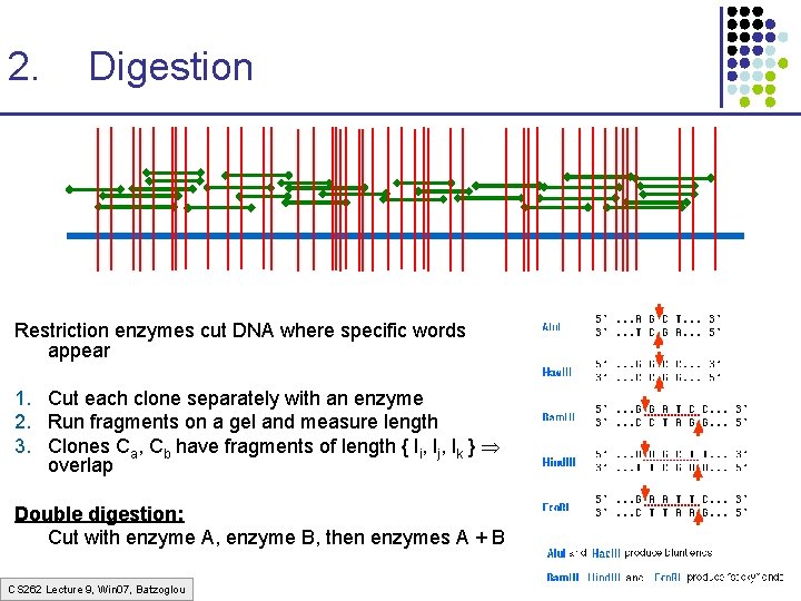 2. Digestion Restriction enzymes cut DNA where specific words appear 1. Cut each clone