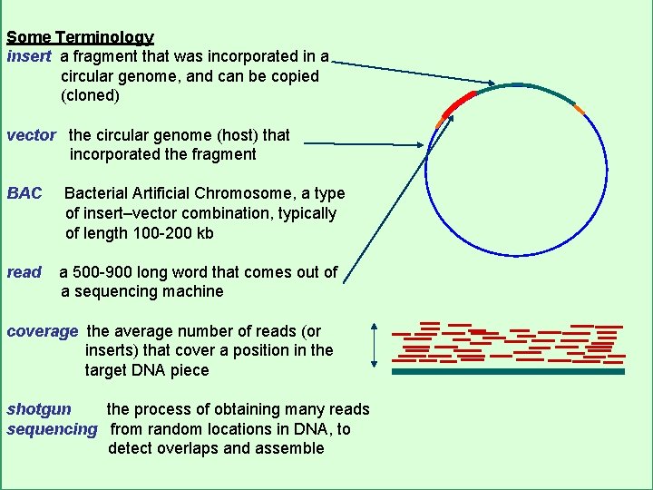 Some Terminology insert a fragment that was incorporated in a circular genome, and can