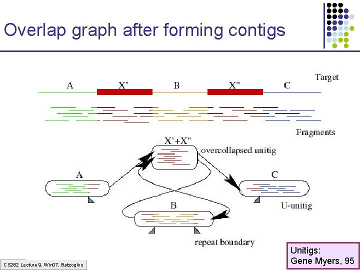 Overlap graph after forming contigs CS 262 Lecture 9, Win 07, Batzoglou Unitigs: Gene