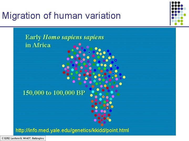 Migration of human variation http: //info. med. yale. edu/genetics/kkidd/point. html CS 262 Lecture 9,