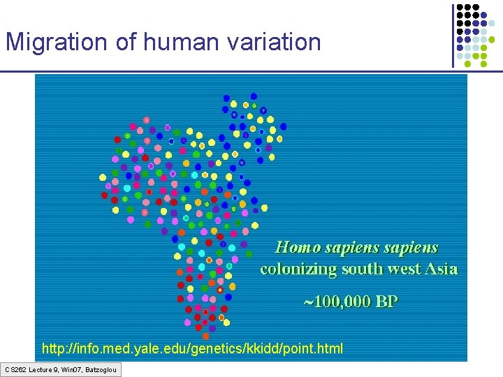 Migration of human variation http: //info. med. yale. edu/genetics/kkidd/point. html CS 262 Lecture 9,