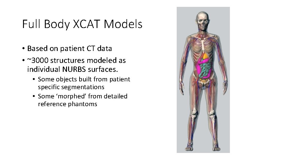 Full Body XCAT Models • Based on patient CT data • ~3000 structures modeled