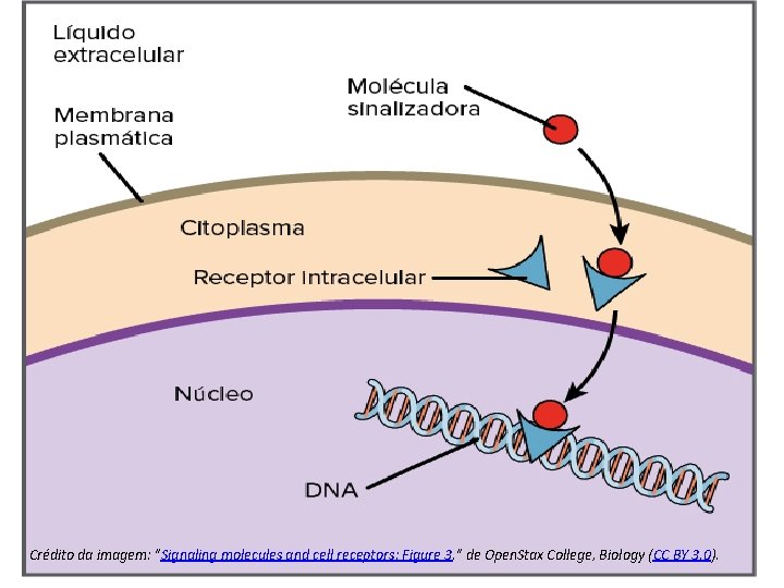 Crédito da imagem: "Signaling molecules and cell receptors: Figure 3, " de Open. Stax