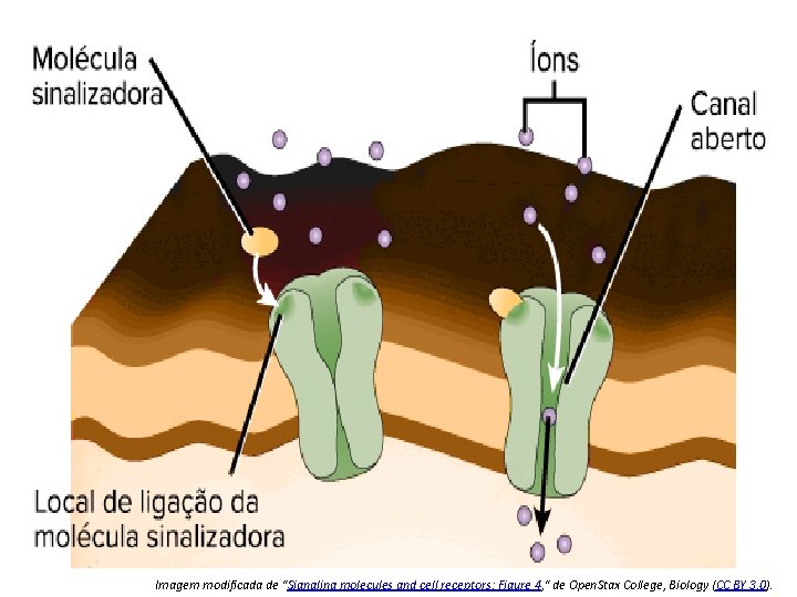 Imagem modificada de "Signaling molecules and cell receptors: Figure 4, " de Open. Stax