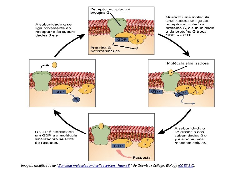 Imagem modificada de "Signaling molecules and cell receptors: Figure 5, " de Open. Stax