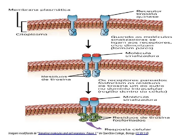 Imagem modificada de "Signaling molecules and cell receptors: Figure 7, " de Open. Stax