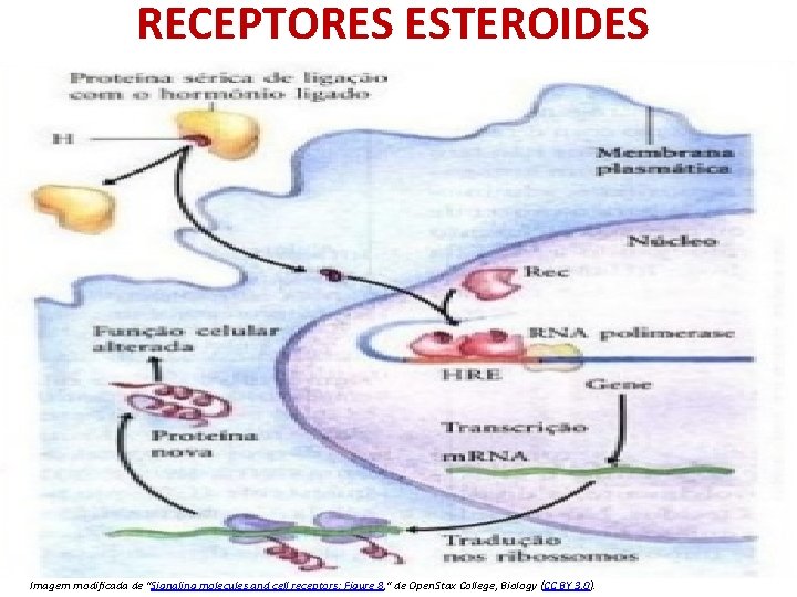 RECEPTORES ESTEROIDES Imagem modificada de "Signaling molecules and cell receptors: Figure 8, " de