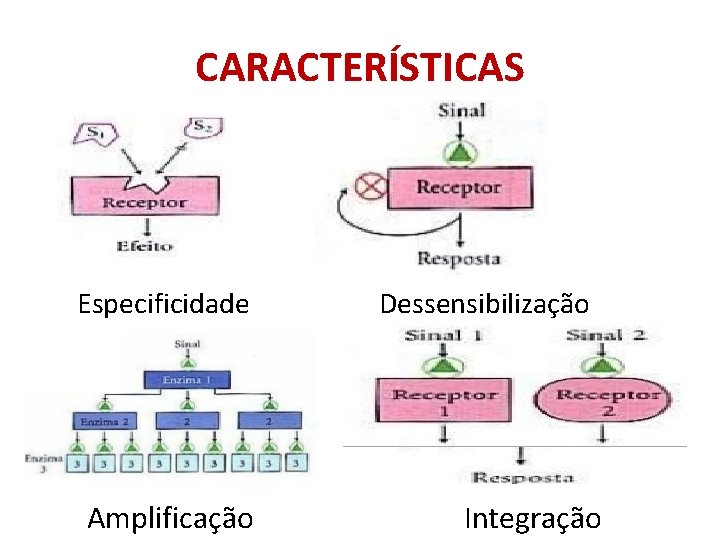 CARACTERÍSTICAS Especificidade Dessensibilização Amplificação Integração 