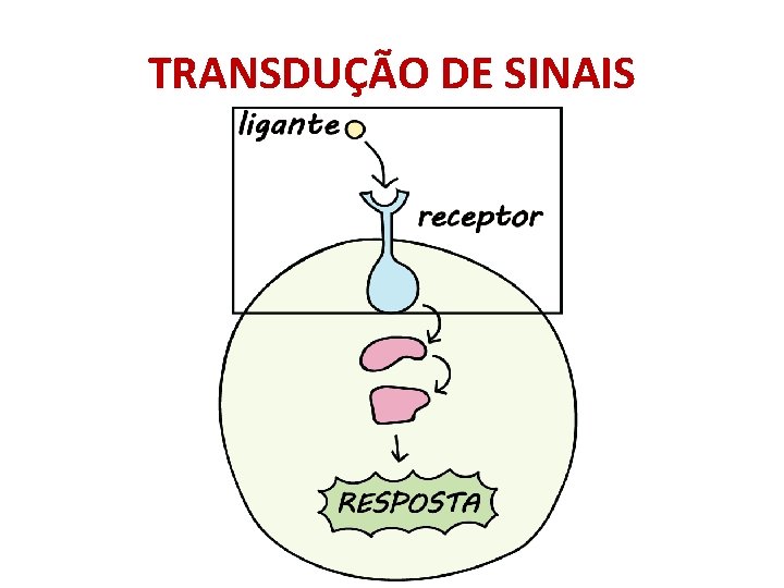 TRANSDUÇÃO DE SINAIS 