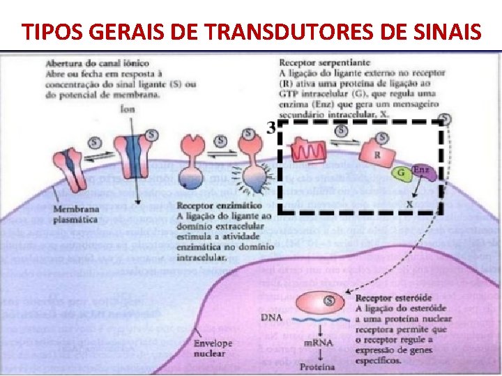 TIPOS GERAIS DE TRANSDUTORES DE SINAIS 