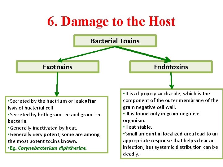 6. Damage to the Host Bacterial Toxins Exotoxins • Secreted by the bactrium or