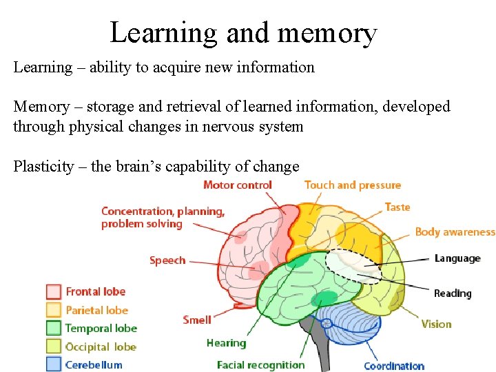 Bio 241 AP Unit 4 Lecture 2 Nervous
