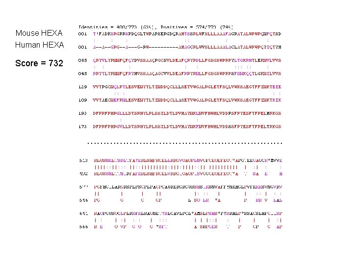 Mouse HEXA Human HEXA Score = 732 ………………………… Mouse HEXA Human HEXA Score = 732 …………………………