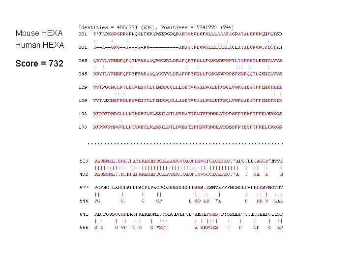 Mouse HEXA Human HEXA Score = 732 ………………………… 