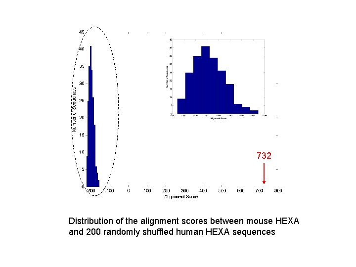 732 Distribution of the alignment scores between mouse HEXA and 200 randomly shuffled human