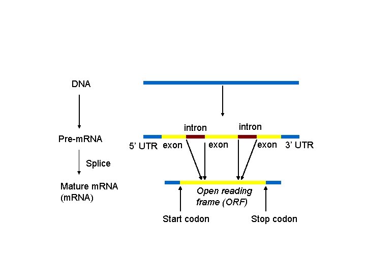 DNA intron Pre-m. RNA 5’ UTR exon 3’ UTR Splice Mature m. RNA (m.