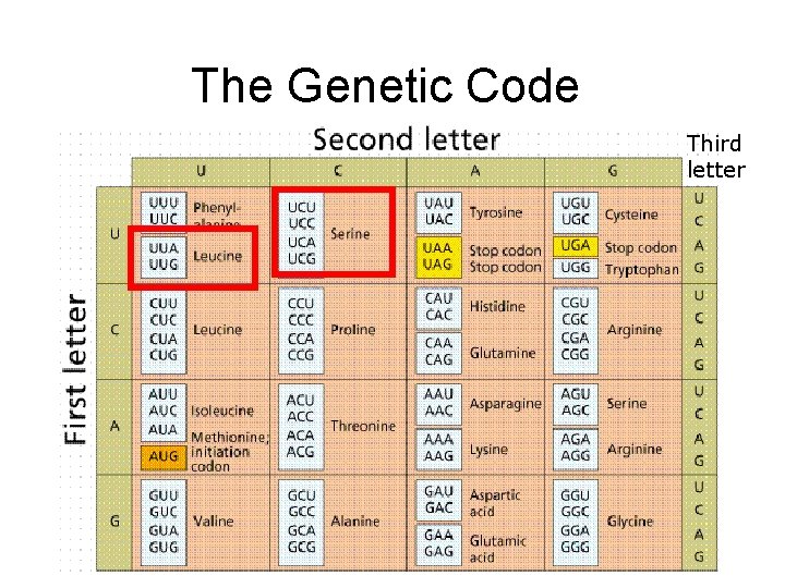The Genetic Code Third letter 