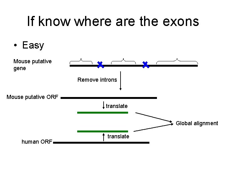 If know where are the exons • Easy Mouse putative gene Remove introns Mouse If know where are the exons • Easy Mouse putative gene Remove introns Mouse