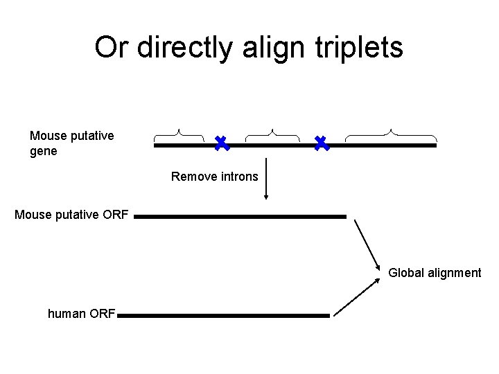 Or directly align triplets Mouse putative gene Remove introns Mouse putative ORF Global alignment