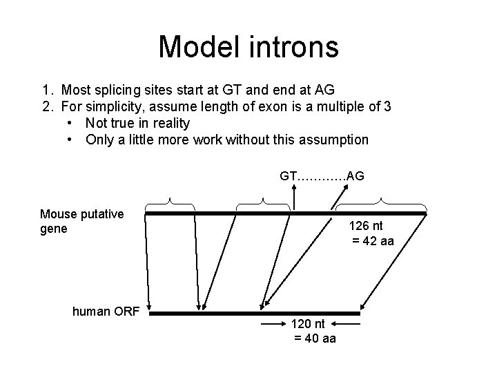 Model introns 1. Most splicing sites start at GT and end at AG 2.