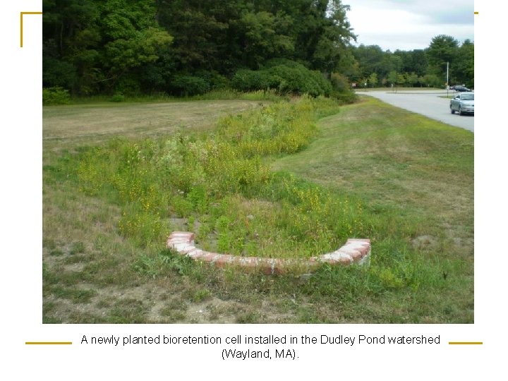 A newly planted bioretention cell installed in the Dudley Pond watershed (Wayland, MA). 