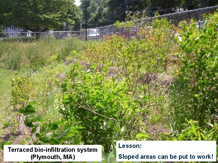 Terraced bio-infiltration system (Plymouth, MA) Lesson: Sloped areas can be put to work! 