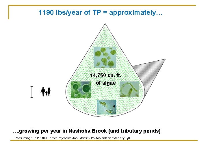 1190 lbs/year of TP = approximately… 14, 760 cu. ft. of algae …. growing