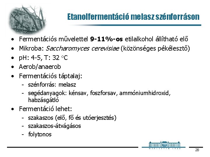 Etanolfermentáció melasz szénforráson • • • Fermentációs művelettel 9 -11%-os etilalkohol állítható elő Mikroba:
