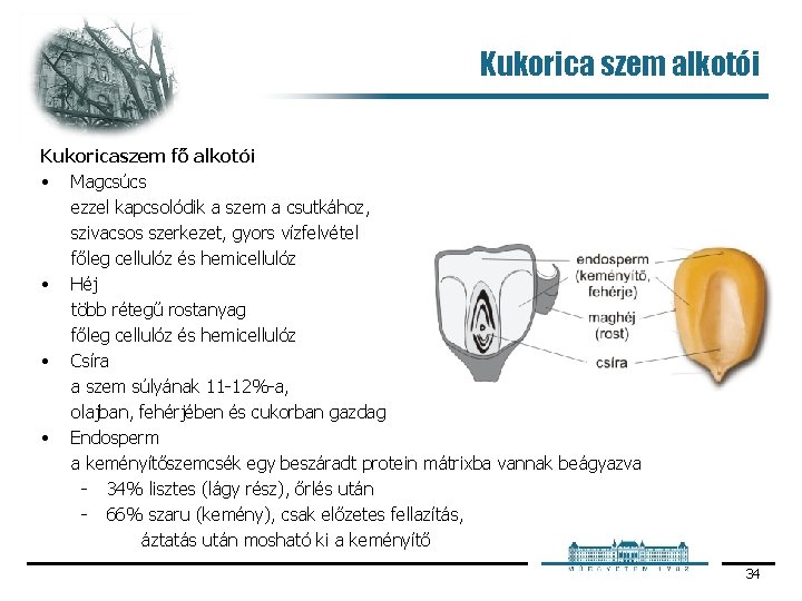 Kukorica szem alkotói Kukoricaszem fő alkotói • Magcsúcs ezzel kapcsolódik a szem a csutkához,