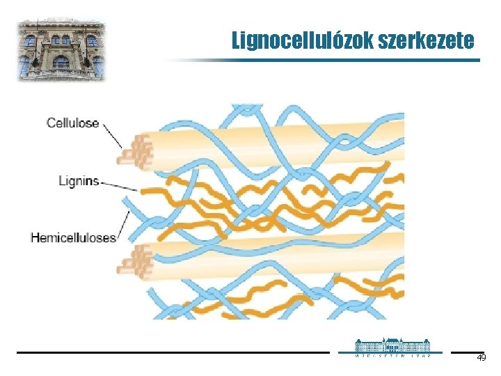 Lignocellulózok szerkezete 49 