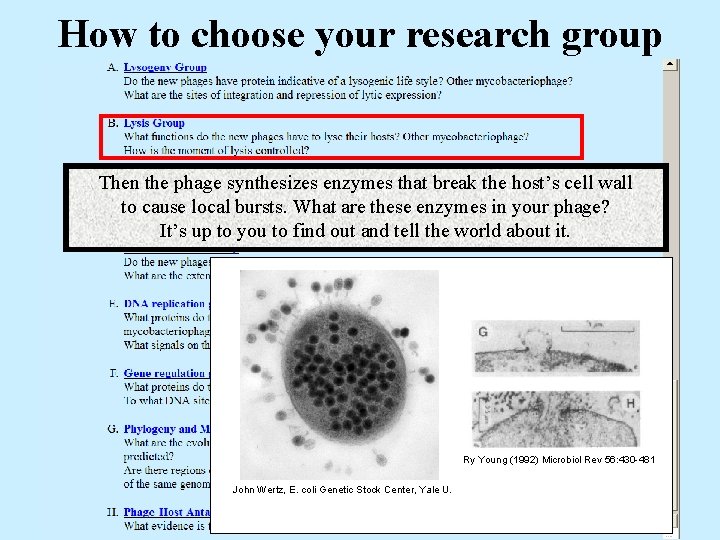 How to choose your research group Then the phage synthesizes enzymes that break the