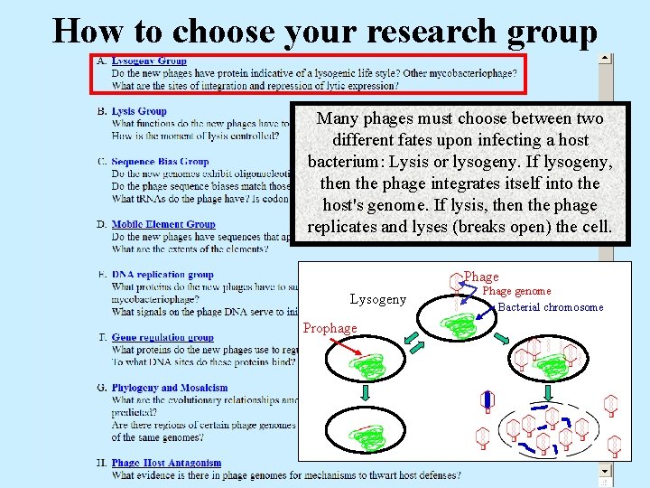 How to choose your research group Many phages must choose between two different fates