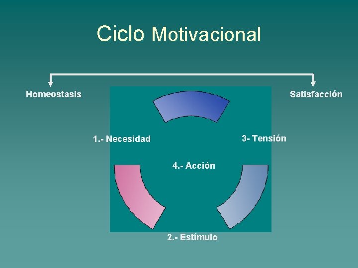 Ciclo Motivacional Homeostasis Satisfacción 3 - Tensión 1. - Necesidad 4. - Acción 2.