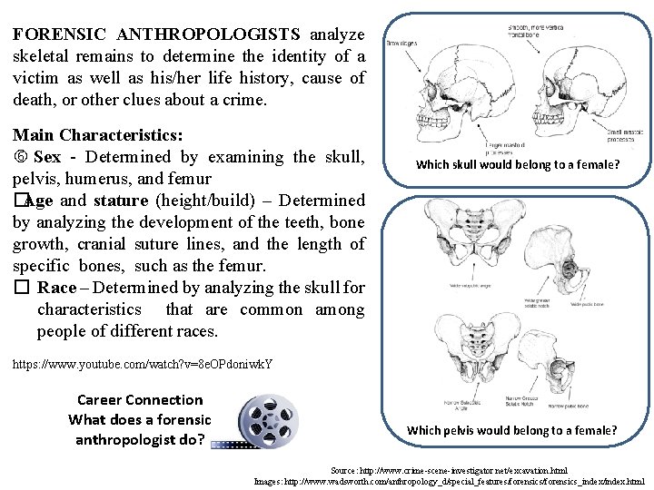 FORENSIC ANTHROPOLOGISTS analyze skeletal remains to determine the identity of a victim as well FORENSIC ANTHROPOLOGISTS analyze skeletal remains to determine the identity of a victim as well